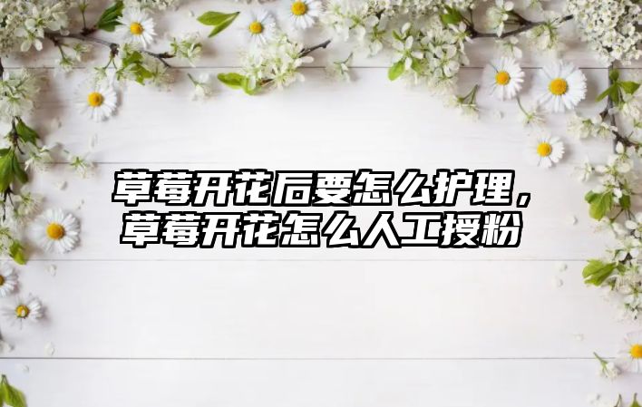 草莓開花后要怎么護(hù)理，草莓開花怎么人工授粉