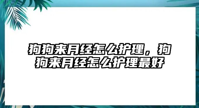 狗狗來月經(jīng)怎么護理，狗狗來月經(jīng)怎么護理最好